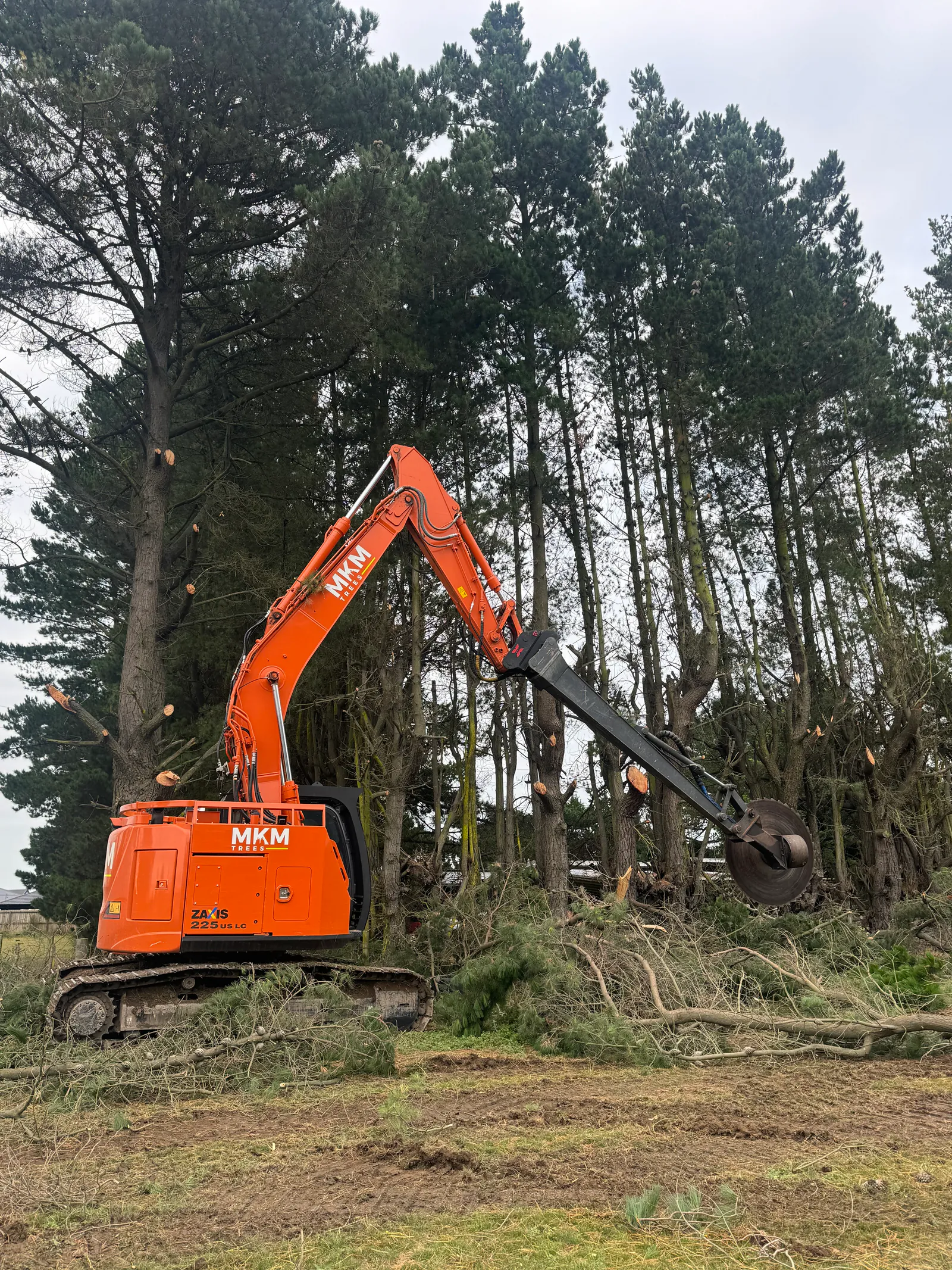 Tall tree topping with specialized equipment and safety gear