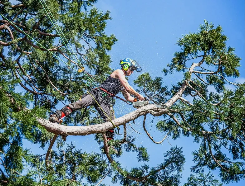 Professional tree services and arborist work
